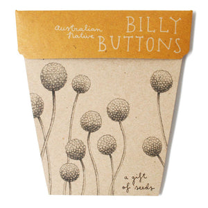 Billy Buttons - Gift of Seeds