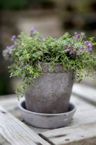 Helena Grey Flower Pot and Saucer