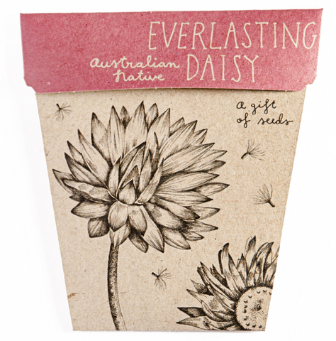Everlasting Daisy - Gift of Seeds